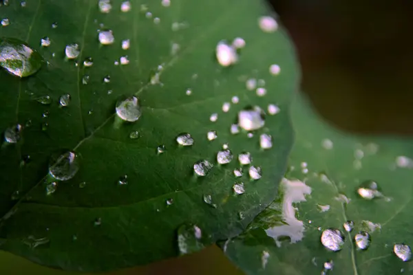 Красивые Зеленые Листья Каплями Воды — стоковое фото