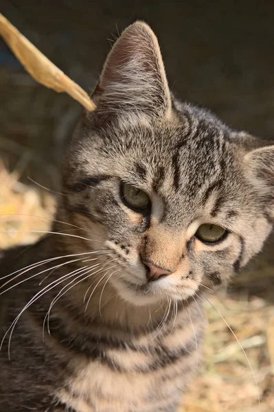 Çiftliği Haşaratlardan Farelerden Farelerden Temizlemek Için Pençelerini Tahtadan Keskinleştiren Etkileyici — Stok fotoğraf