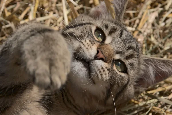 Lenyűgöző Tabby Macska Élesíti Karmait Egy Deszka Készen Áll Hogy — Stock Fotó