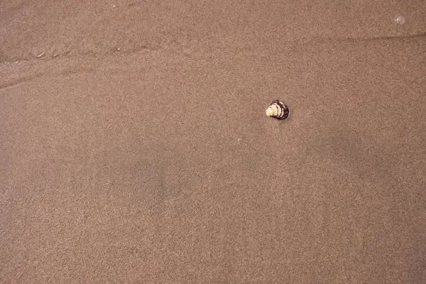 Coquillage Sur Plage Sable Fin — Photo