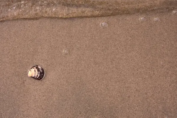 Coquillage Sur Plage Sable Fin — Photo