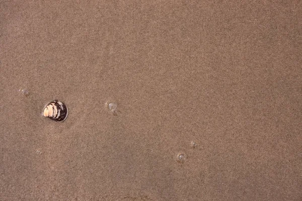 Морська Черепашка Піщаному Пляжі — стокове фото