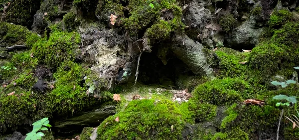 Grön Mossa Klipporna Skogen — Stockfoto