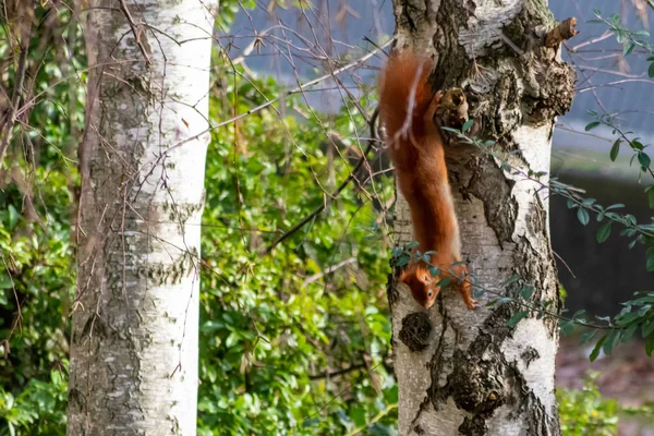 European Red Squirrel Birch Tree Urban Garden Hunting Nuts Winter — Stock Photo, Image