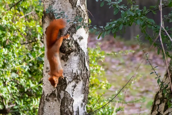 Rotes Eichhörnchen Auf Einer Birke Einem Städtischen Garten Auf Der — Stockfoto