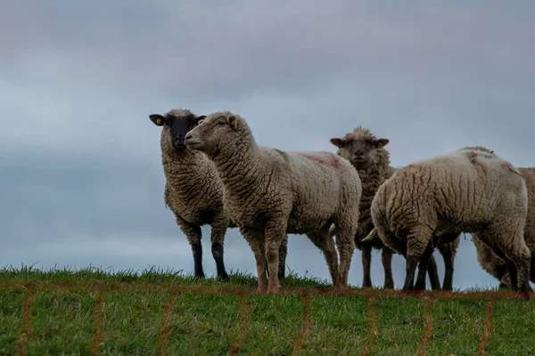 Får Herde Med Ekologisk Ull Ekologisk Gård Med Lämplig Djurhållning — Stockfoto