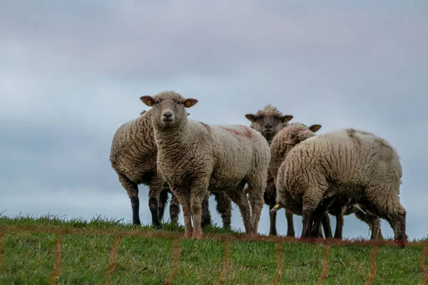 Sheep of a shepherd with organic wool on an organic farm with adequate animal housing as ideal for happy sheep and organic meat and natural wool for organic clothes and nutrition