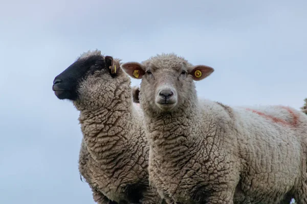 Sheep of a shepherd with organic wool on an organic farm with adequate animal housing as ideal for happy sheep and organic meat and natural wool for organic clothes and nutrition