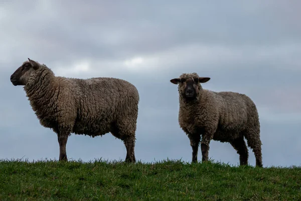 Sheep Shepherd Organic Wool Organic Farm Adequate Animal Housing Ideal — 스톡 사진