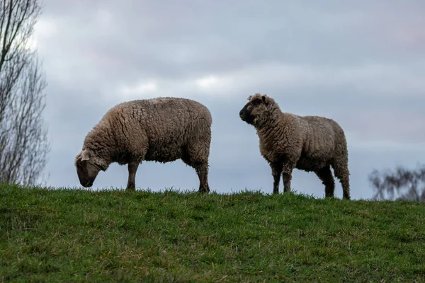 Ovelhas Pastor Com Orgânica Uma Fazenda Orgânica Com Habitação Animal — Fotografia de Stock