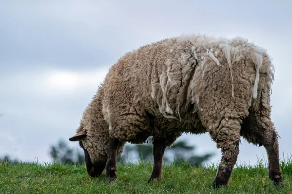 Sheep of a shepherd with organic wool on an organic farm with adequate animal housing as ideal for happy sheep and organic meat and natural wool for organic clothes and nutrition