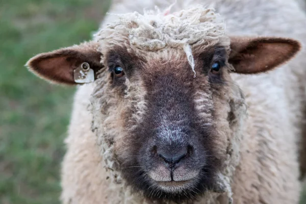 Sheep of a shepherd with organic wool on an organic farm with adequate animal housing as ideal for happy sheep and organic meat and natural wool for organic clothes and nutrition