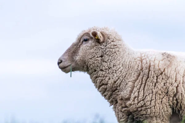 幸せな羊や有機肉 有機服や栄養のための天然ウールに理想的な適切な動物の住居を持つ有機農場で有機ウールと羊飼いの羊 — ストック写真