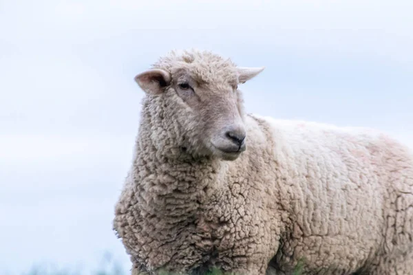Ovelhas Pastor Com Orgânica Uma Fazenda Orgânica Com Habitação Animal — Fotografia de Stock