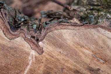 Kesilmiş tahtanın doğal kaba figürü çok güzel bir doğal ahşap arka plan, ağaç kabuğu ve cambiyum, yenilenebilir kaynaklar ve mobilyaları olan kereste endüstrisini gösteriyor.