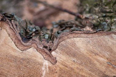 Kesilmiş tahtanın doğal kaba figürü çok güzel bir doğal ahşap arka plan, ağaç kabuğu ve cambiyum, yenilenebilir kaynaklar ve mobilyaları olan kereste endüstrisini gösteriyor.