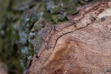 Kesilmiş tahtanın doğal kaba figürü çok güzel bir doğal ahşap arka plan, ağaç kabuğu ve cambiyum, yenilenebilir kaynaklar ve mobilyaları olan kereste endüstrisini gösteriyor.