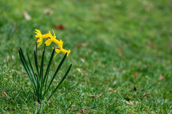 Gyönyörű Sárga Narciszosz Köszönti Tavaszt Napsütést Fényes Sárga Szirmokkal Virágok — Stock Fotó