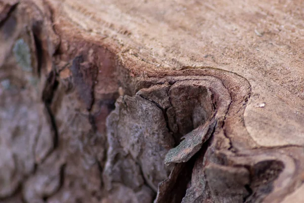 锯木的自然粗壮图形表现出美丽的天然木制背景 树皮和木兰 可再生资源和木材工业 具有广阔的仿制空间 — 图库照片