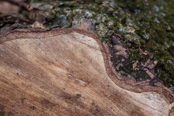 天然の原木のラフ図は 多くのコピースペースを持つ家具のための美しい天然木の背景 樹皮やカンビウム 再生可能資源や木材産業を示しています — ストック写真