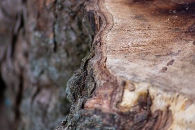 Kesilmiş tahtanın doğal kaba figürü çok güzel bir doğal ahşap arka plan, ağaç kabuğu ve cambiyum, yenilenebilir kaynaklar ve mobilyaları olan kereste endüstrisini gösteriyor.