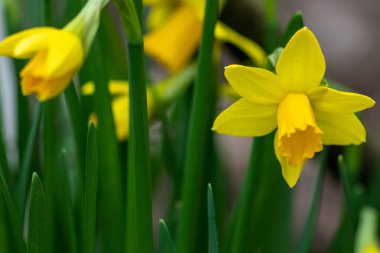 Güzel sarı Narcissus, bahar ve güneşe hoş geldin diyor. Parlak sarı yapraklar ve çiçeklerin doğal güzelliği. Paskalya bayramında çiçek açıyor.
