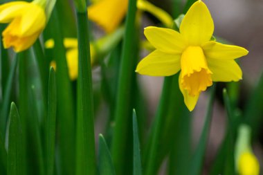 Güzel sarı Narcissus, bahar ve güneşe hoş geldin diyor. Parlak sarı yapraklar ve çiçeklerin doğal güzelliği. Paskalya bayramında çiçek açıyor.