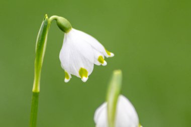 Bahar güneşindeki ilkbahar kar taneleri ilkbaharın güzelliğini gösteriyor. Makro beyaz çiçekler ve yeşil noktalar. Ve doğal bir arkaplan ve bir sürü fotokopi alanı önünde yakın plan perspektifler.