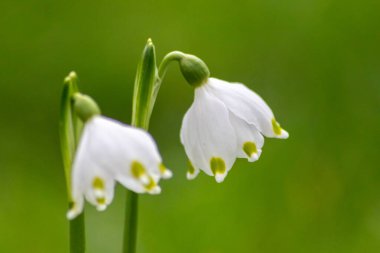 Bahar güneşindeki ilkbahar kar taneleri ilkbaharın güzelliğini gösteriyor. Makro beyaz çiçekler ve yeşil noktalar. Ve doğal bir arkaplan ve bir sürü fotokopi alanı önünde yakın plan perspektifler.
