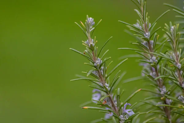 Primo Piano Fiori Rami Albero — Foto Stock