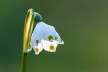 Bahar güneşindeki ilkbahar kar taneleri ilkbaharın güzelliğini gösteriyor. Makro beyaz çiçekler ve yeşil noktalar. Ve doğal bir arkaplan ve bir sürü fotokopi alanı önünde yakın plan perspektifler.