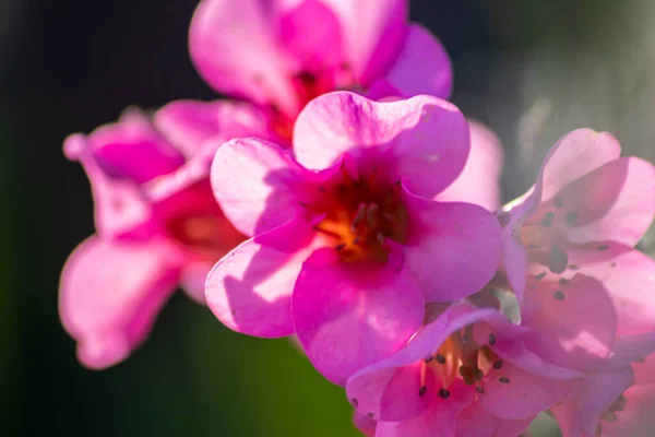 Närbild Rosa Färgglada Blommor — Stockfoto