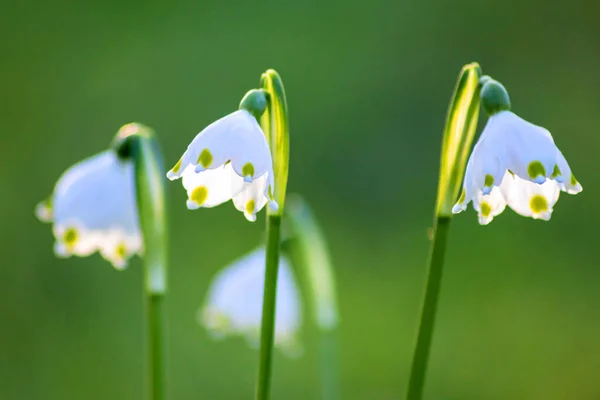 春日阳光下的春雪 在自然的背景和广阔的复制空间面前 展现出美丽的春光 花朵洁白 绿点斑斓 — 图库照片