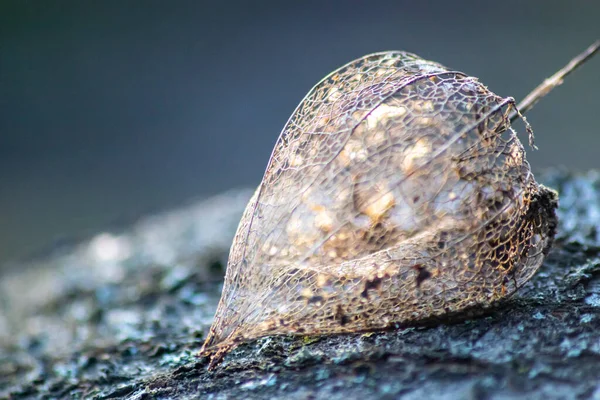 Esqueleto Physalis Vazio Mas Bonito Brilhando Sol Uma Mesa Jardim — Fotografia de Stock