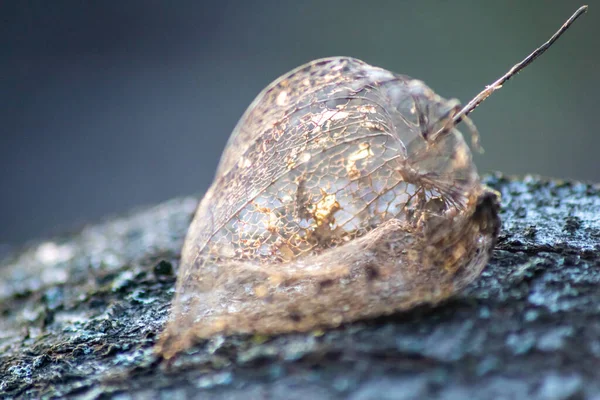 Squelette Physalis Vide Mais Beau Rayonnant Soleil Sur Une Table — Photo