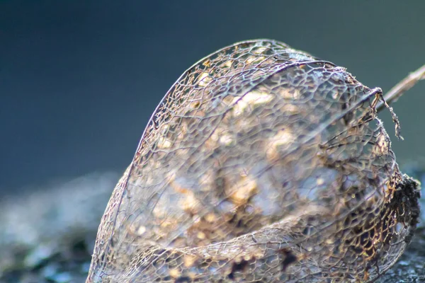 Scheletro Physalis Vuoto Bello Che Brilla Sole Tavolo Giardino Legno — Foto Stock