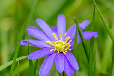 Bahar ve yaz aylarında güzel mor çiçekler, renkli taç yaprakları ve bahçedeki doğal güzelliğin güzel kokusuyla, arılar ve yaban arıları gibi böcekler anneler gününde tozlaşma çiçekleri için bal ve polen sunar.