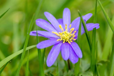 Bahar ve yaz aylarında güzel mor çiçekler, renkli taç yaprakları ve bahçedeki doğal güzelliğin güzel kokusuyla, arılar ve yaban arıları gibi böcekler anneler gününde tozlaşma çiçekleri için bal ve polen sunar.
