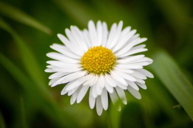 Bahar ve yaz aylarında güzel mor çiçekler, renkli taç yaprakları ve bahçedeki doğal güzelliğin güzel kokusuyla, arılar ve yaban arıları gibi böcekler anneler gününde tozlaşma çiçekleri için bal ve polen sunar.
