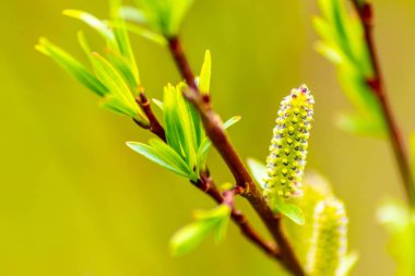 Bahar ve yaz aylarında güzel mor çiçekler, renkli taç yaprakları ve bahçedeki doğal güzelliğin güzel kokusuyla, arılar ve yaban arıları gibi böcekler anneler gününde tozlaşma çiçekleri için bal ve polen sunar.