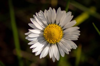 Bahar ve yaz aylarında güzel mor çiçekler, renkli taç yaprakları ve bahçedeki doğal güzelliğin güzel kokusuyla, arılar ve yaban arıları gibi böcekler anneler gününde tozlaşma çiçekleri için bal ve polen sunar.