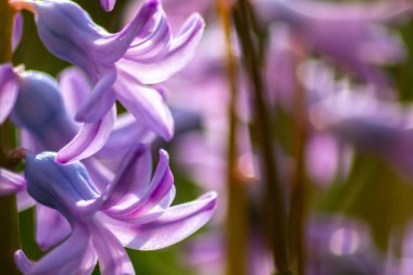 Bahar ve yaz aylarında güzel mor çiçekler, renkli taç yaprakları ve bahçedeki doğal güzelliğin güzel kokusuyla, arılar ve yaban arıları gibi böcekler anneler gününde tozlaşma çiçekleri için bal ve polen sunar.