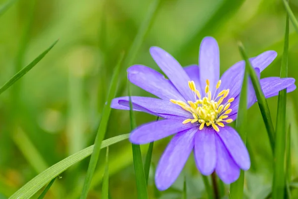 Hermosa Flor Púrpura Primavera Verano Con Pétalos Colores Agradable Fragancia — Foto de Stock