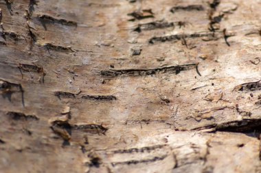 % 100 doğal, ekolojik ve ahşap arka plan. Ağacın ince ahşap yapısı ve mobilya üretimi için kabuğu ya da sürdürülebilir inşaat malzemesi ya da doğal arka plan deseni olarak.