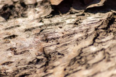 % 100 doğal, ekolojik ve ahşap arka plan. Ağacın ince ahşap yapısı ve mobilya üretimi için kabuğu ya da sürdürülebilir inşaat malzemesi ya da doğal arka plan deseni olarak.