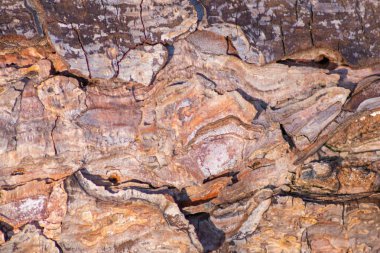 % 100 doğal, ekolojik ve ahşap arka plan. Ağacın ince ahşap yapısı ve mobilya üretimi için kabuğu ya da sürdürülebilir inşaat malzemesi ya da doğal arka plan deseni olarak.