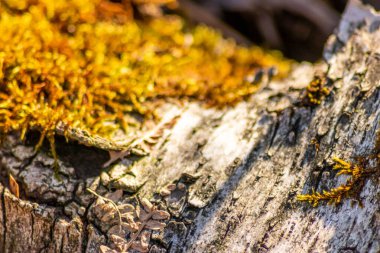 % 100 doğal, ekolojik ve ahşap arka plan. Ağacın ince ahşap yapısı ve mobilya üretimi için kabuğu ya da sürdürülebilir inşaat malzemesi ya da doğal arka plan deseni olarak.