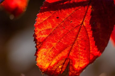 Idyllic parlak ve renkli sonbahar yaprakları akşamları altın yapraklar gibi arka planda parlıyor ve sonbahar ve kış aylarında romantik ve düşünceli bir atmosfer yaratıyor.