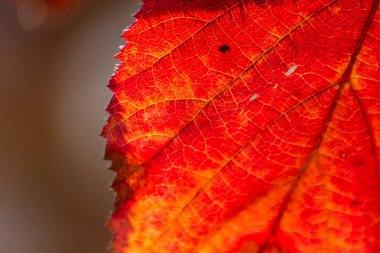 Idyllic parlak ve renkli sonbahar yaprakları akşamları altın yapraklar gibi arka planda parlıyor ve sonbahar ve kış aylarında romantik ve düşünceli bir atmosfer yaratıyor.