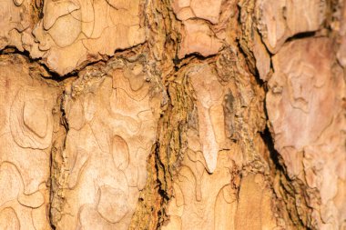 % 100 doğal, ekolojik ve ahşap arka plan. Ağacın ince ahşap yapısı ve mobilya üretimi için kabuğu ya da sürdürülebilir inşaat malzemesi ya da doğal arka plan deseni olarak.